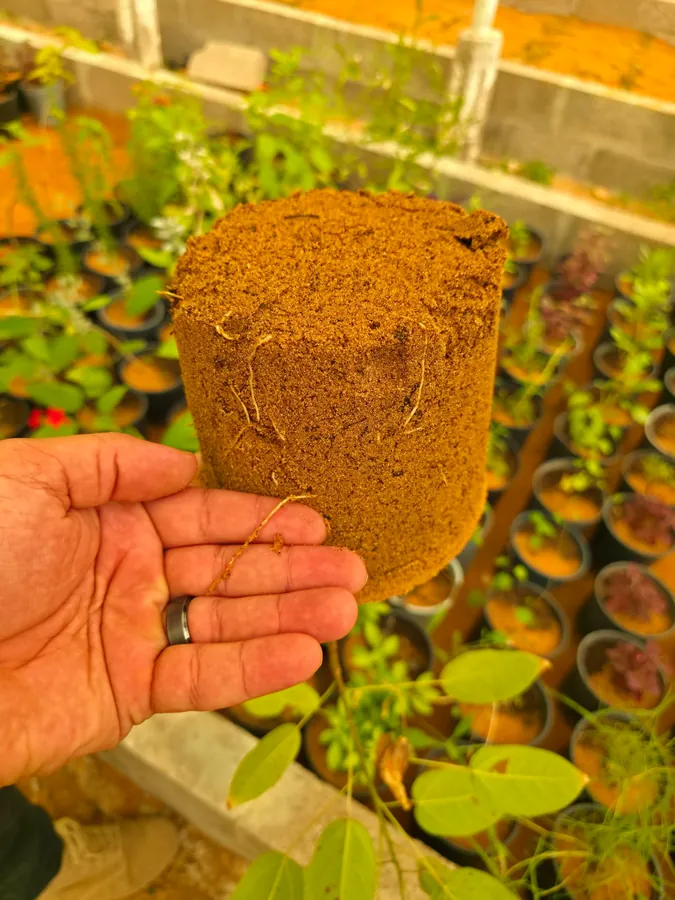 Root ball grown in standard site soil, sparse rooting at the edge