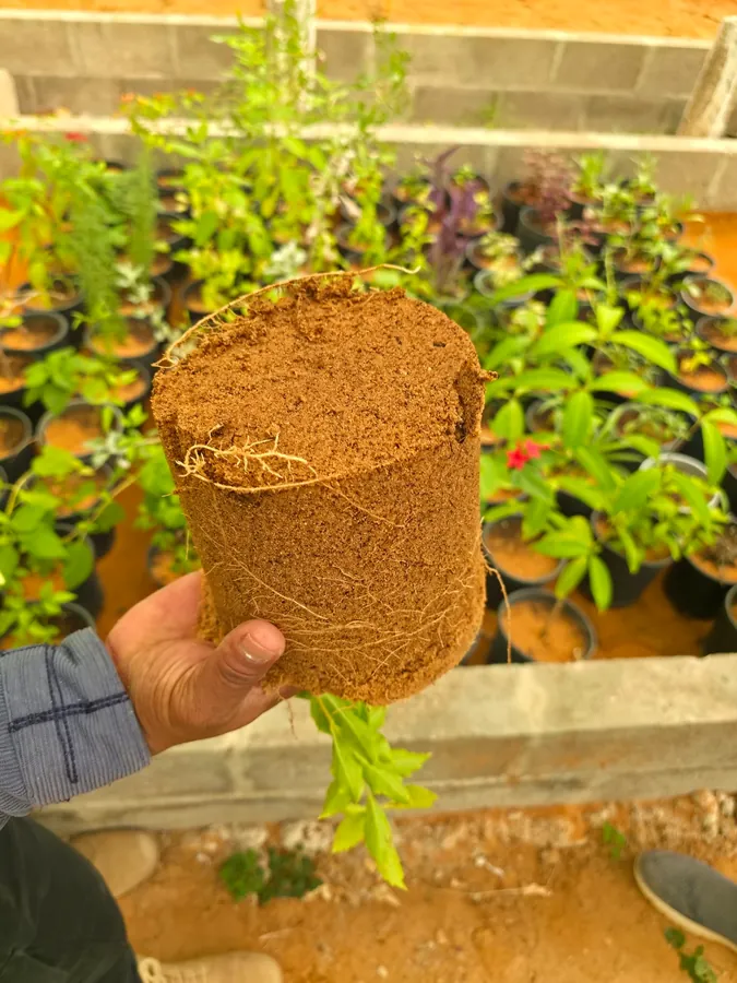 Root ball grown in a Mawared Baladi blended medium, dense fine rooting throughout