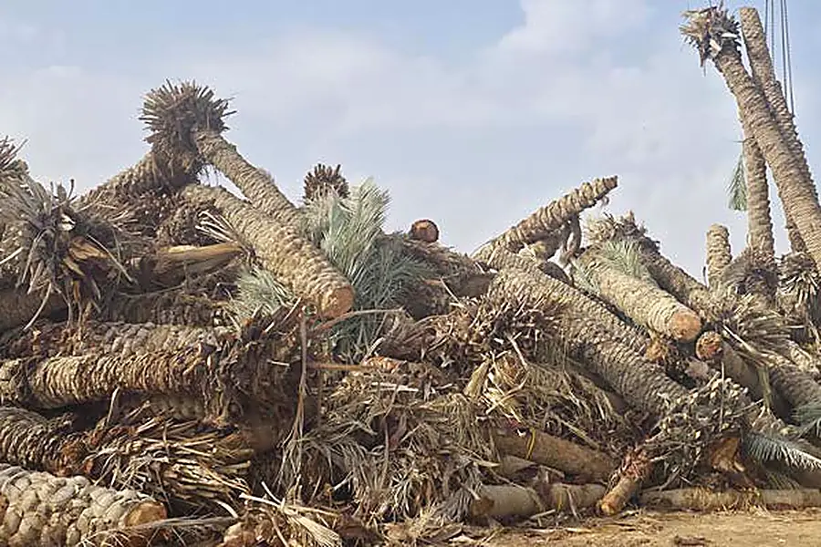 Palm trunks, fronds and green waste accepted for composting